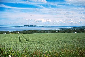Kornfelder am Ostufer des Mjøsa