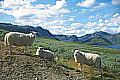 Schafe am Wegesrand nach Gyrinos vor der imposanten Bergwelt westlich des Gyrinosvatnet
