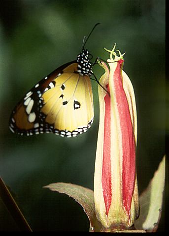 Schmetterling02 - 25KB