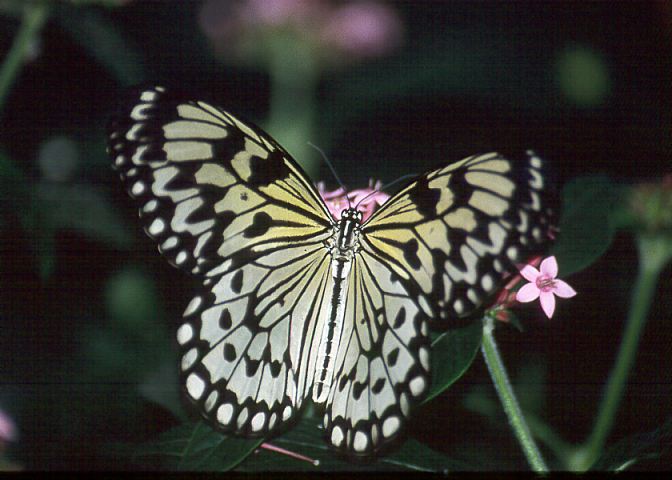 Schmetterling03 - 52KB