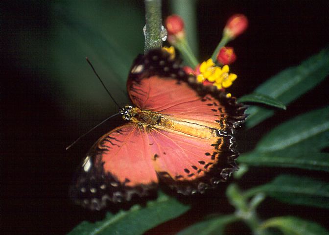 Schmetterling05 - 39KB