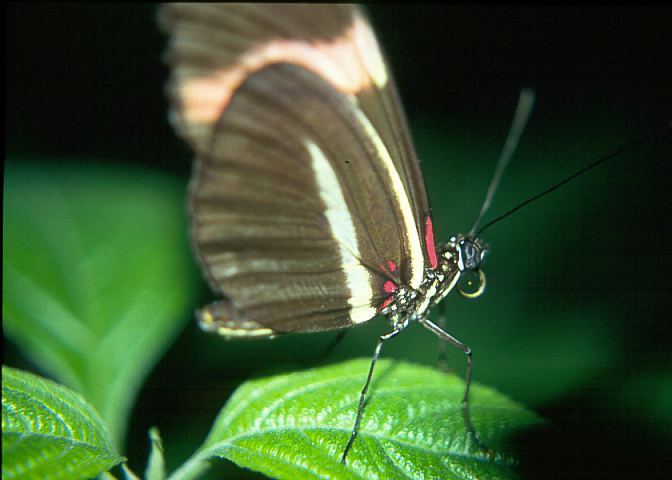 Schmetterling06 - 39KB