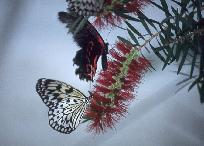 Schmetterling07 - 39KB