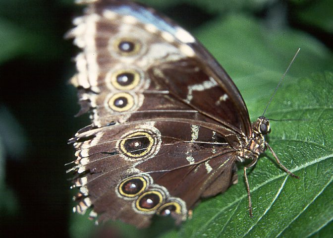 Schmetterling08 - 65KB