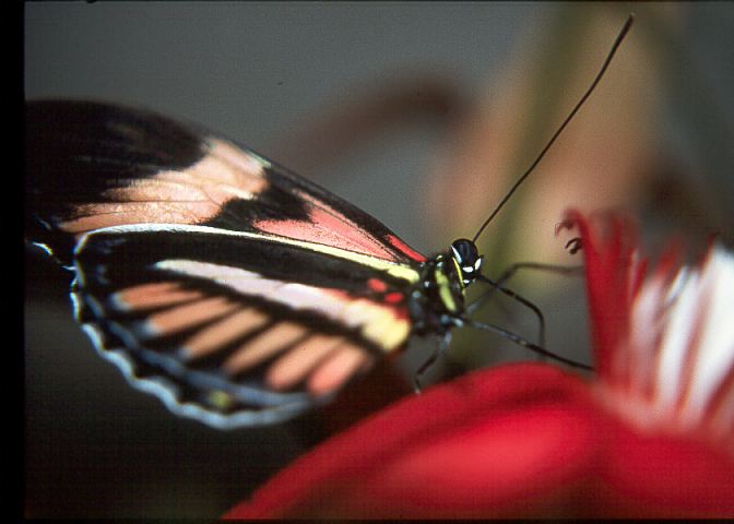 Schmetterling13 - 37KB