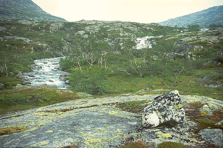 NordlandGraneBoergefjell10 - 98KB